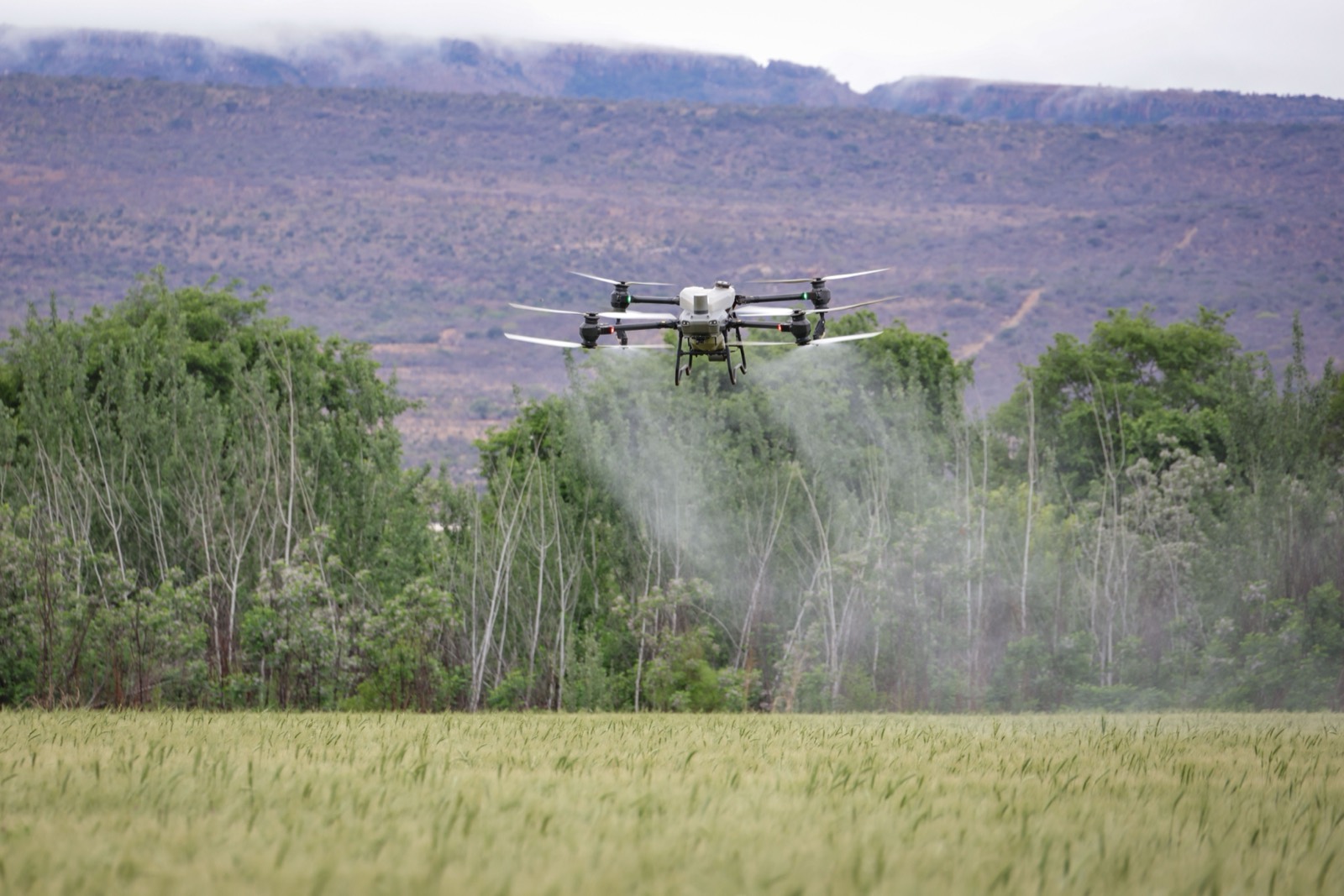 Agricultural drone spraying a field
